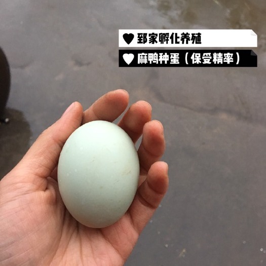 巩义市麻鸭蛋 麻鸭种蛋最低批发价售出