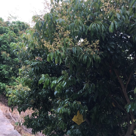 饶平县 龙眼蜜又称“桂圆蜜”，是蜜中上品