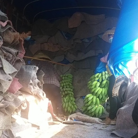 徐闻县小米蕉 八成熟