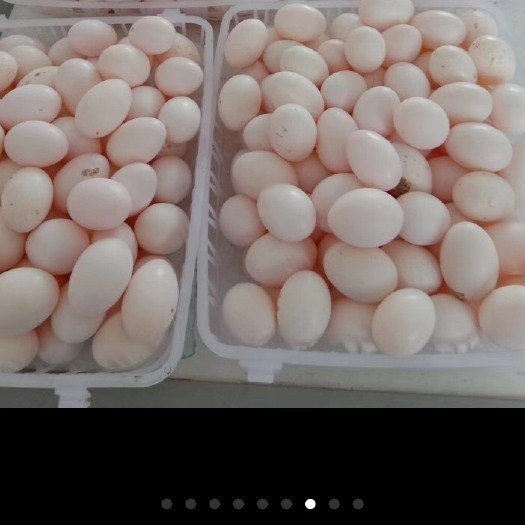 故城县鸽子蛋 食用 散装