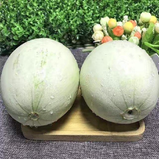 新宁县桂密12号哈密瓜 5斤以上