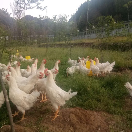 郑州 散养土鸡正宗天然山地农家土公鸡适用于德州扒鸡道口烧鸡符离集烧