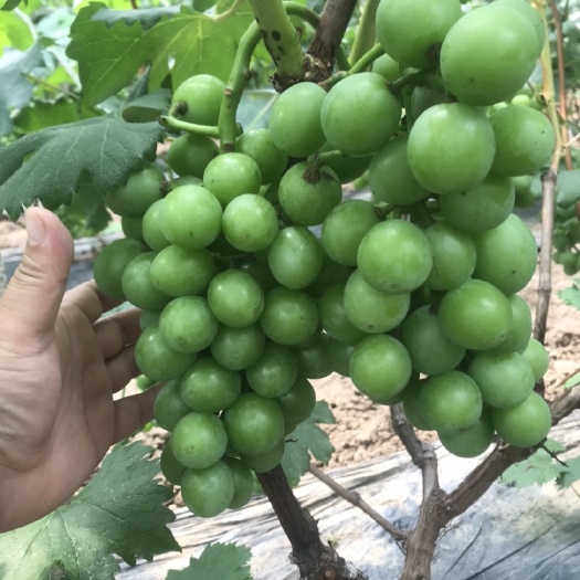 聊城 我基地拥有10多年的种植经验，葡萄穗大粒饱满