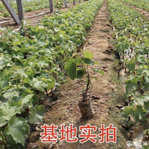 灵山县夏黑葡萄苗  葡萄苗红提夏黑巨峰 无核葡萄树苗无籽葡萄营养杯苗 带土带