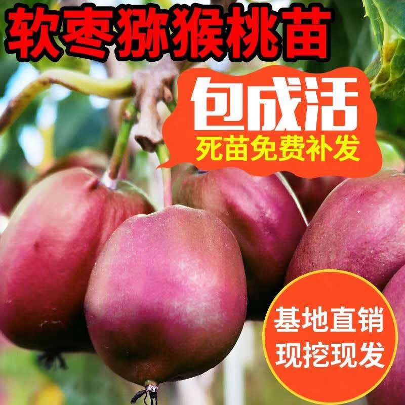 平邑县 软枣猕猴桃苗 基地直发 现挖现卖 农科院培育品种
