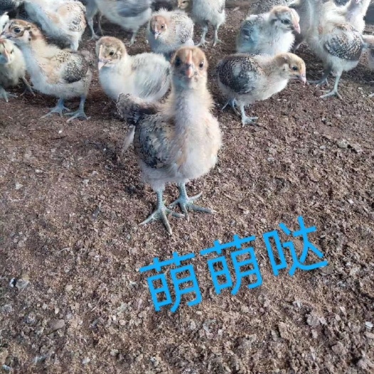 利川市青脚土鸡苗 统货
