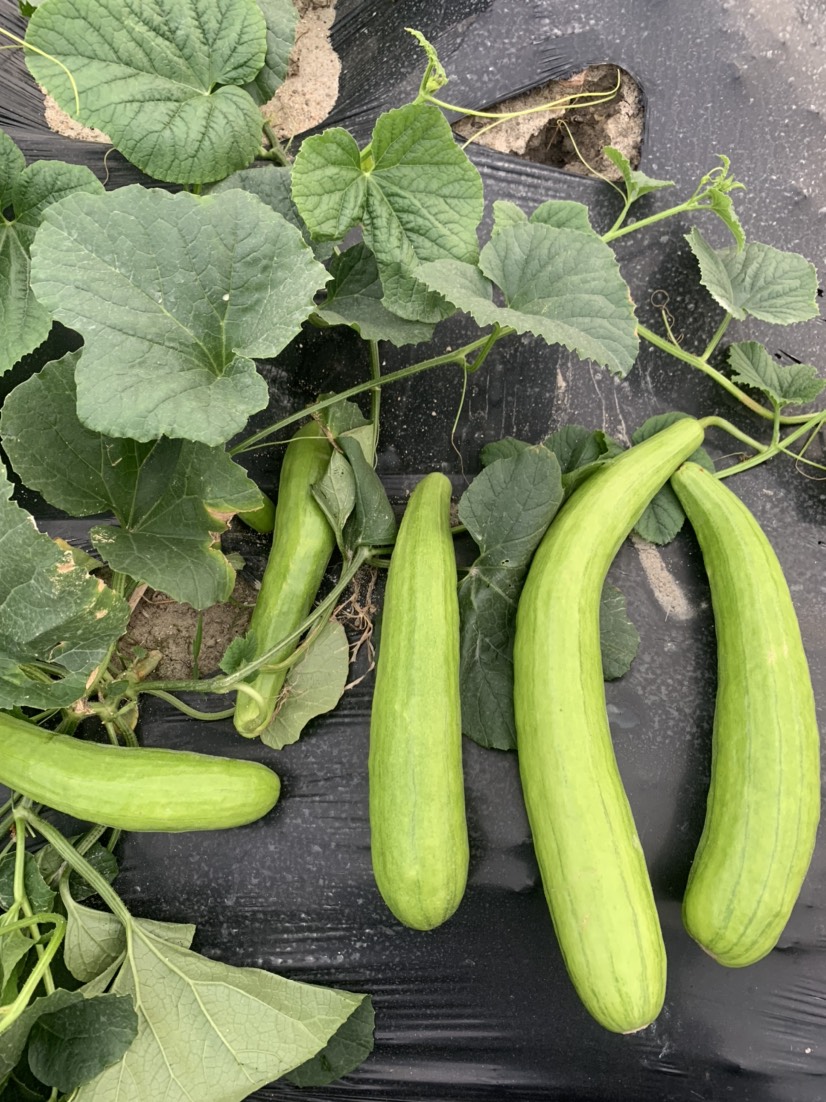  白瓜菜瓜梢瓜农家自种新鲜5斤起包邮量大支持批发爽嫩可口健康