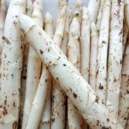 潍坊 山东潍坊2020新鲜芦笋上市叶酸天然补品世界十大蔬菜