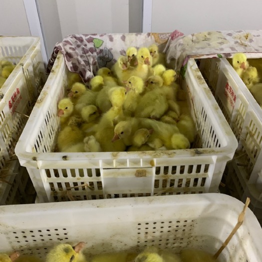 合肥大三花鹅苗