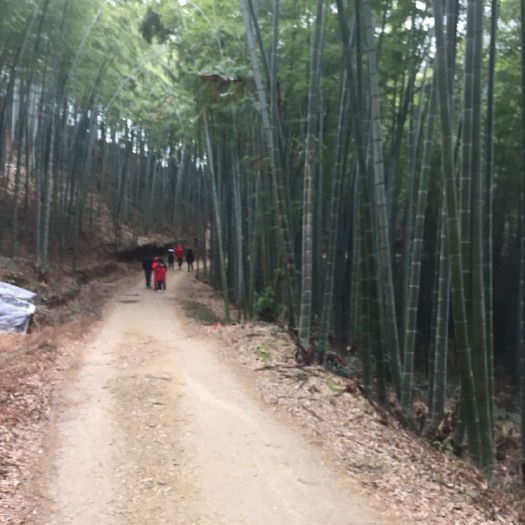 麻城市 竹子