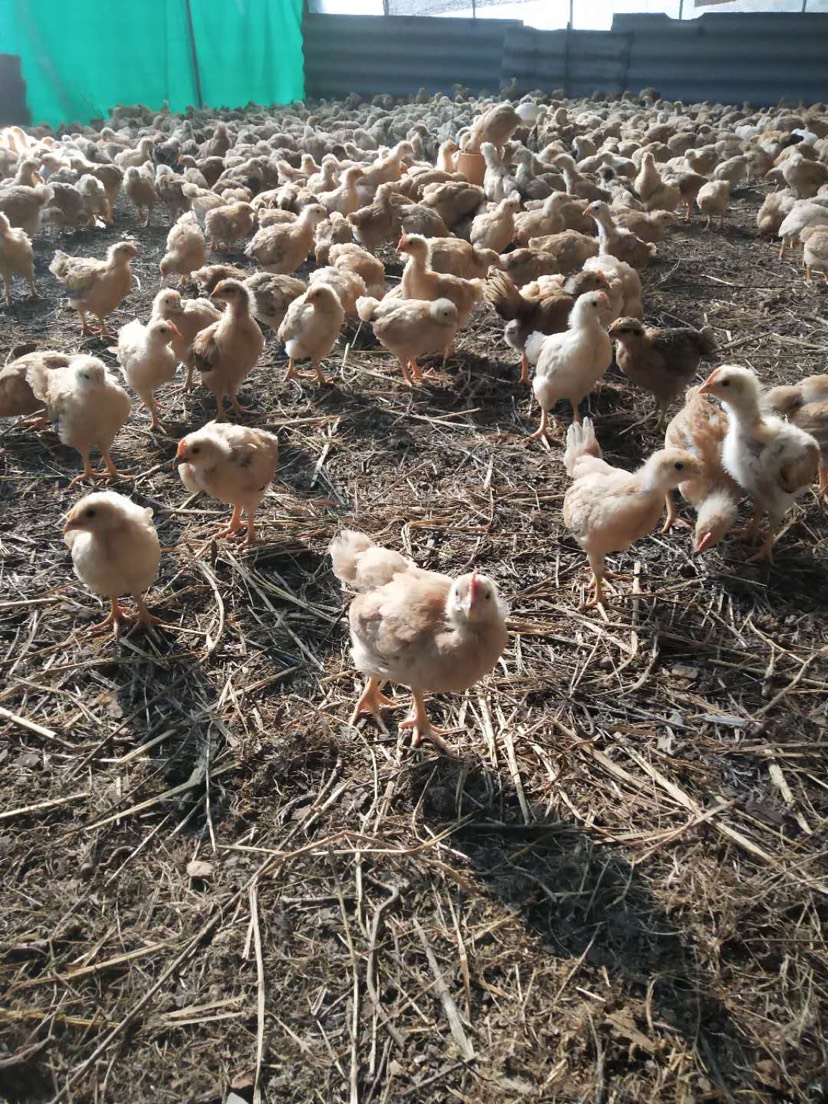 鸡苗脱温房图片图片