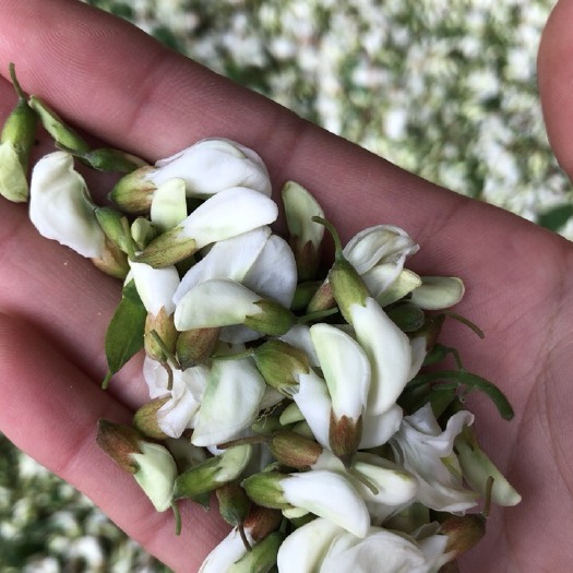 舞阳县鲜槐花，提前预定，价格面议
