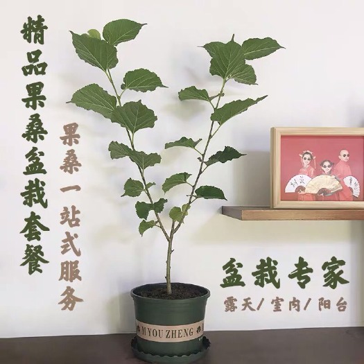 海宁市 果桑苗桑葚树苗桑果苗养蚕桑树苗盆栽带土带盆