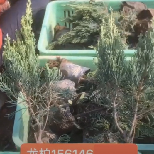 青州市 小龙柏，基地出货，绿化苗木