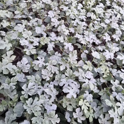 沈阳甜王西瓜苗大量上市，嫁接苗，还有各种小西瓜