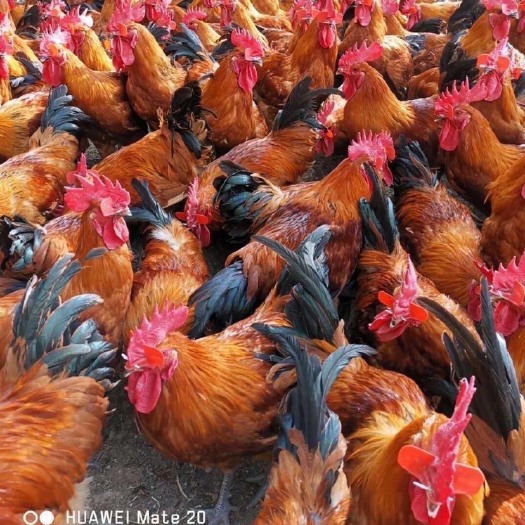 广州红瑶鸡苗 红瑶公