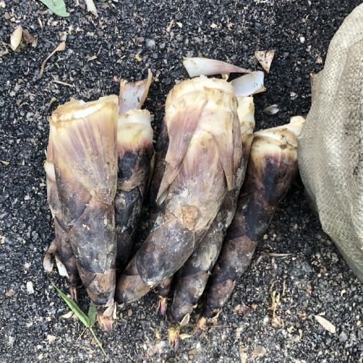 桐庐县冬笋 羊毛笋罗汉笋大量供应量大从优