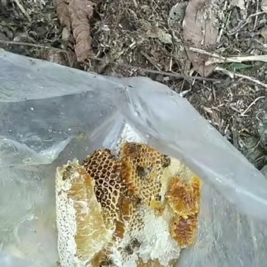 海口海南蜜蜂