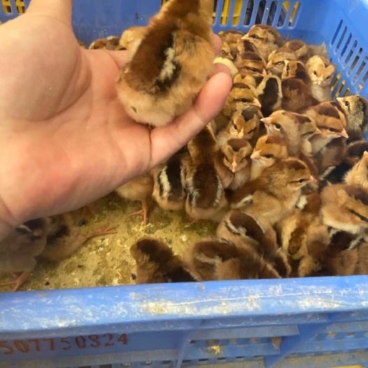 广州 清远2麻鸡苗公【厂家直销 品种保证 量大从优 包疫苗】
