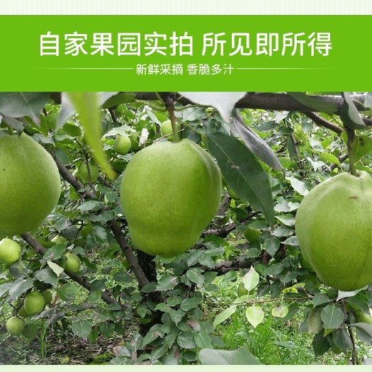 临猗县早酥梨新鲜水果脆甜多汁应季新鲜水果青皮梨一件代发