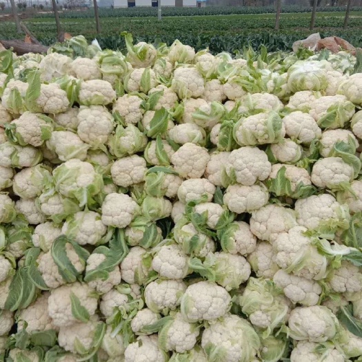 天门市雪玉菜花  湖北天门有机实花菜松花菜大量上市中，品质可靠，产地直供