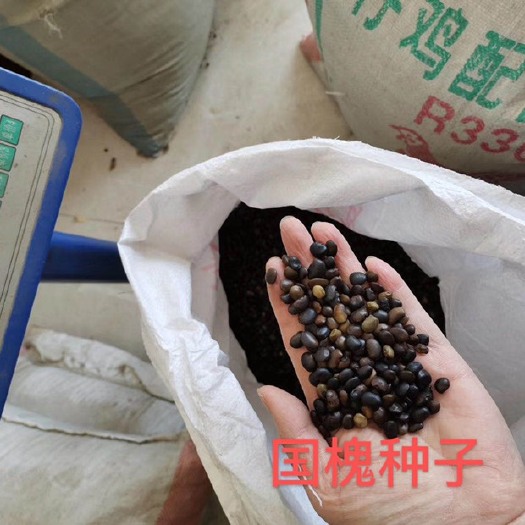 基地直供国槐种子   芽率高放心购