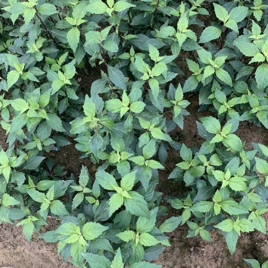 玉林猫须草 产地直销干度十足