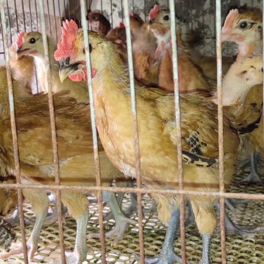 成都土鸡苗 统货