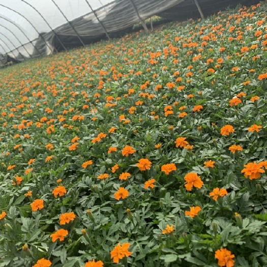 常州孔雀草菊花苗 草花，孔雀草