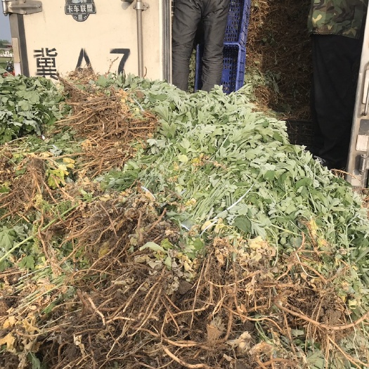 南阳艾根 河南南阳艾草基地直供优质五叶艾草根