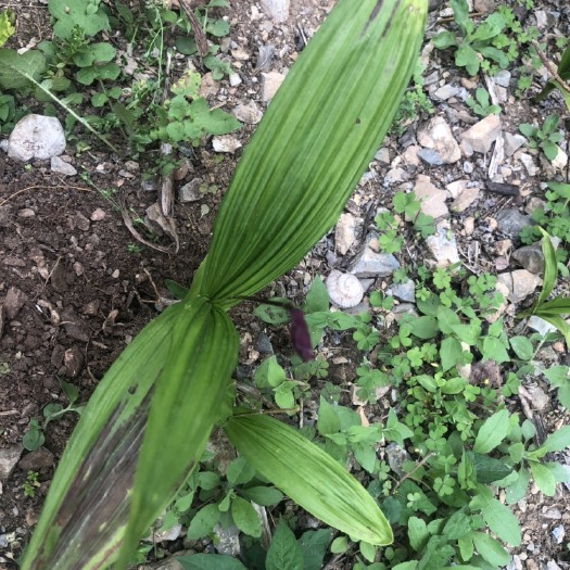 神农架 非种植白及 白芨