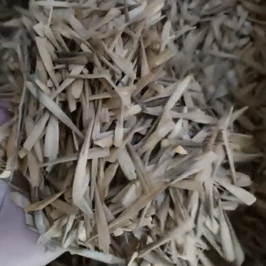  基地产新白蜡种子  好货放心购种植技巧
