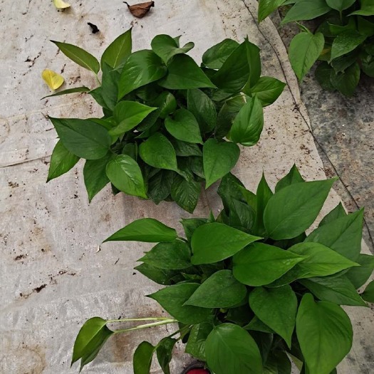 广州绿萝 货源充足欢迎来电