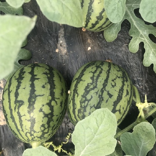 砀山县早春红玉西瓜 早春红玉，京心，美都，8424，甜王，保质保量，诚信经营