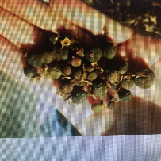 资中县 枳实