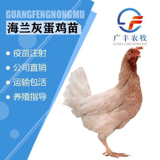 南宁 海兰灰蛋鸡苗-高产蛋鸡苗-年产蛋300枚左右包打疫苗运输包