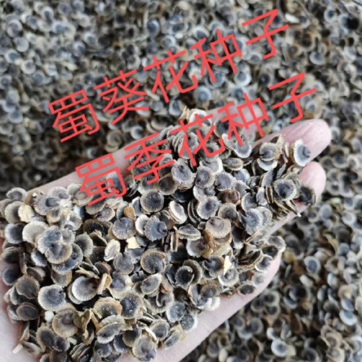 河北基地蜀葵花种子   价格种植技巧