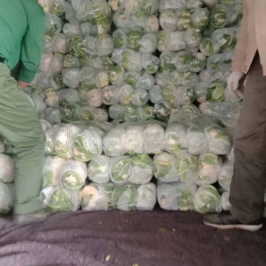 天门市白花菜花 天门蔬菜菜花基地直供，诚信代办，海量供货，价格美丽