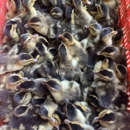 南宁 郊区大种青头鸭苗，青头麻鸭苗，成活 率高，抵抗力强，包打疫