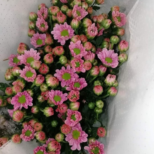 新沂市小雏菊基地直销全国发货