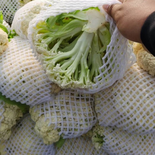 天门市银冠菜花 天门蔬菜菜花基地诚信代办，海量供货，爆仓上市，绿色通道