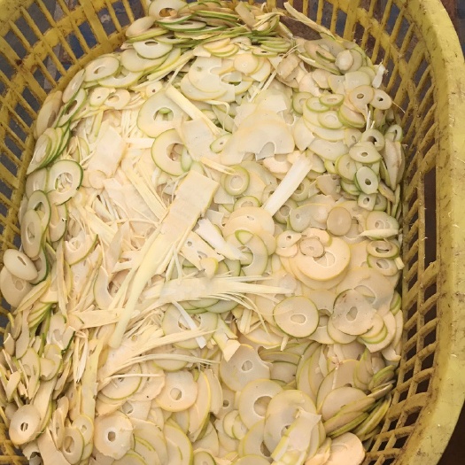 杂品种 早稻