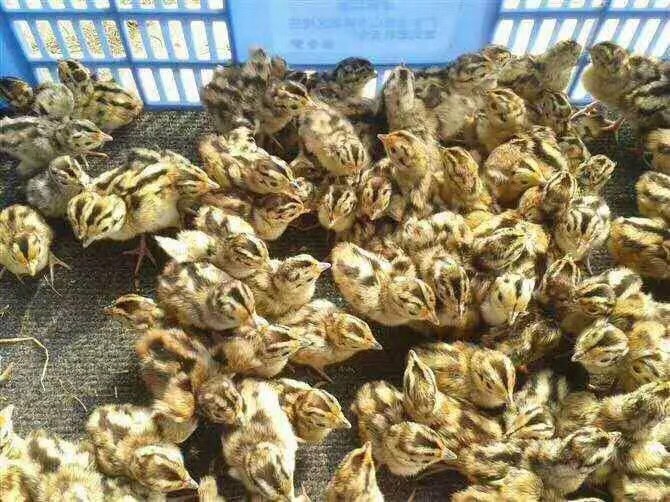 广州优质山鸡苗【厂家直销 品种保证 量大从优 包疫苗】
