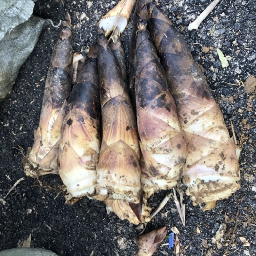 桐庐县冬笋 羊毛笋罗汉笋大量供应量大从优