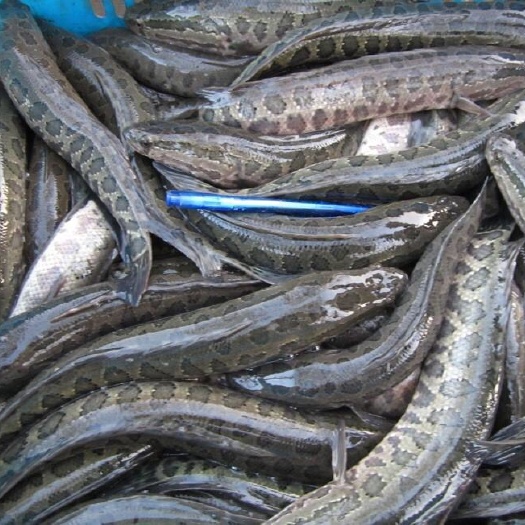 沭阳县 黑鱼苗，花莲苗，草鱼苗苗，鲫鱼苗，鲤鱼苗大小规格都要