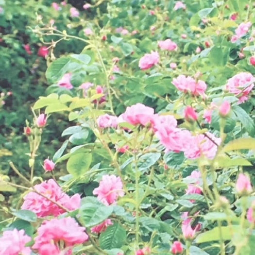 天全县 大马士革玫瑰鲜花