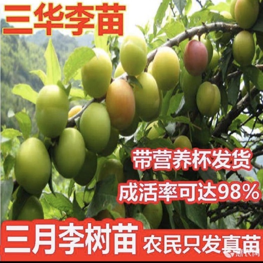 灵山县正宗银妃三华李子树苗 早熟迟熟三华李苗 嫁接三月李苗当年结