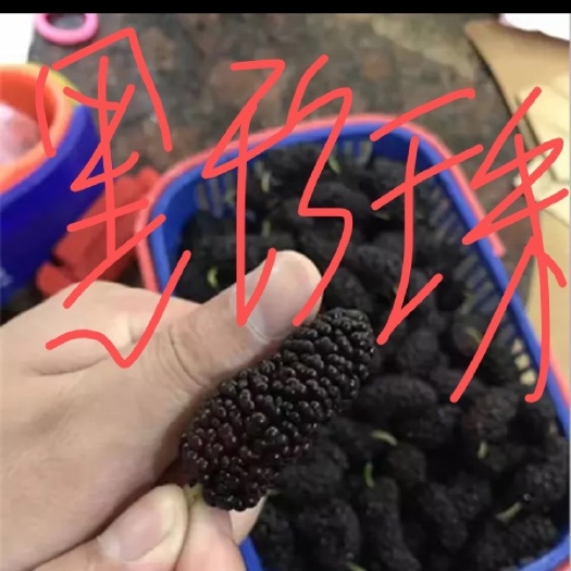 海宁市黑珍珠桑树苗  海宁嫁接苗黑珍珠果桑苗抗寒能力强，
