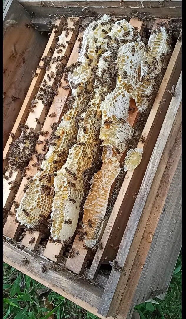 土蜂蜜  春蜜冬蜜野外蜜，全为中蜂蜜，不是意蜂