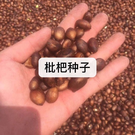 泊头市基地产新枇杷种子    芽率高全国直供